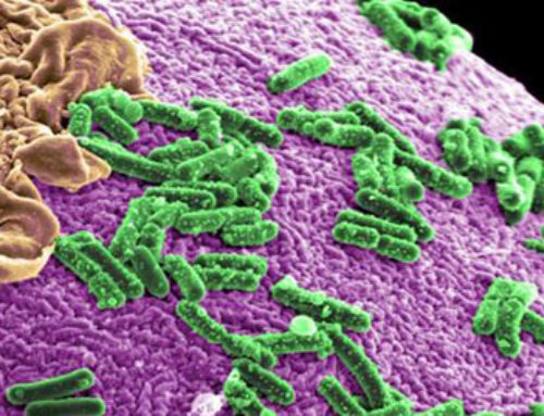 Las bacterias protegen y nutren el epitelio