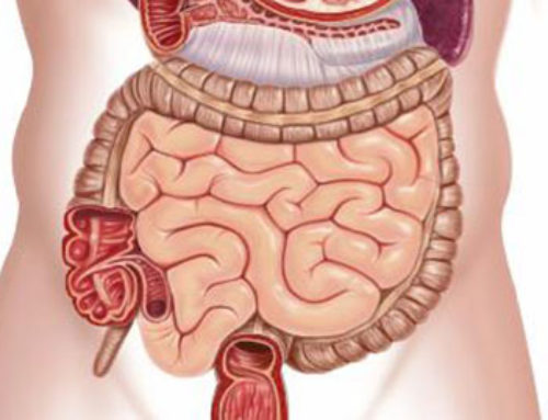 Breve recordatorio sobre la estructura de los intestinos